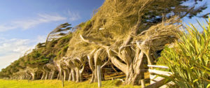 Windswept trees - 30 April webinar - 7 Ways to Build Resilience with Dr Chris Johnstone