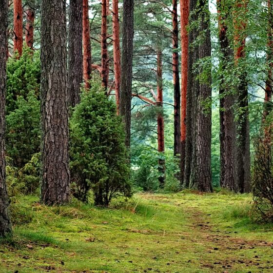 Nature
