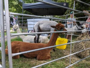Llamas at the Woolfest